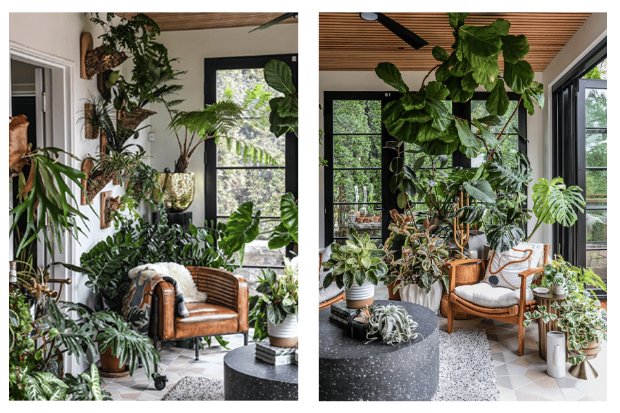 A fiddle leaf fig and other potted plants thrive in the light of floor-to-ceiling windows and a Folding Outswing door 