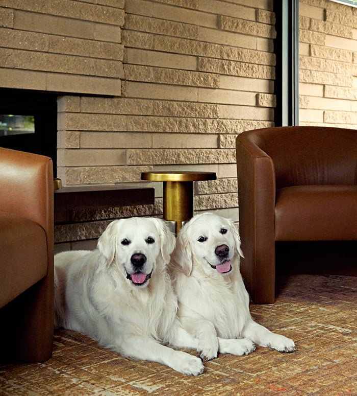 A living room with a floor-to-ceiling window where two white Golden Retrievers lay in front of a fireplace.